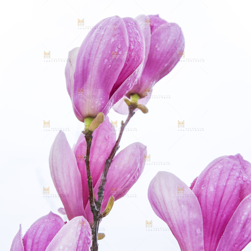 户外的玉兰花