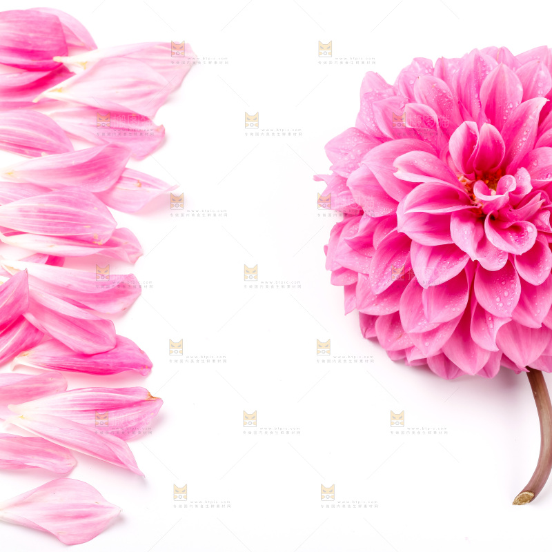 白底上放着花蕾