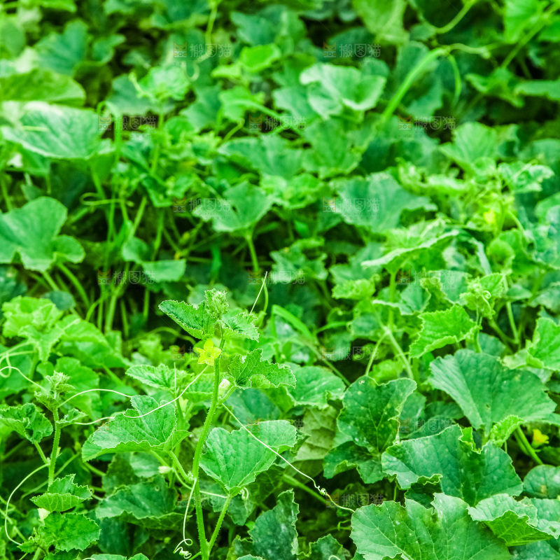 田地里种植的香瓜