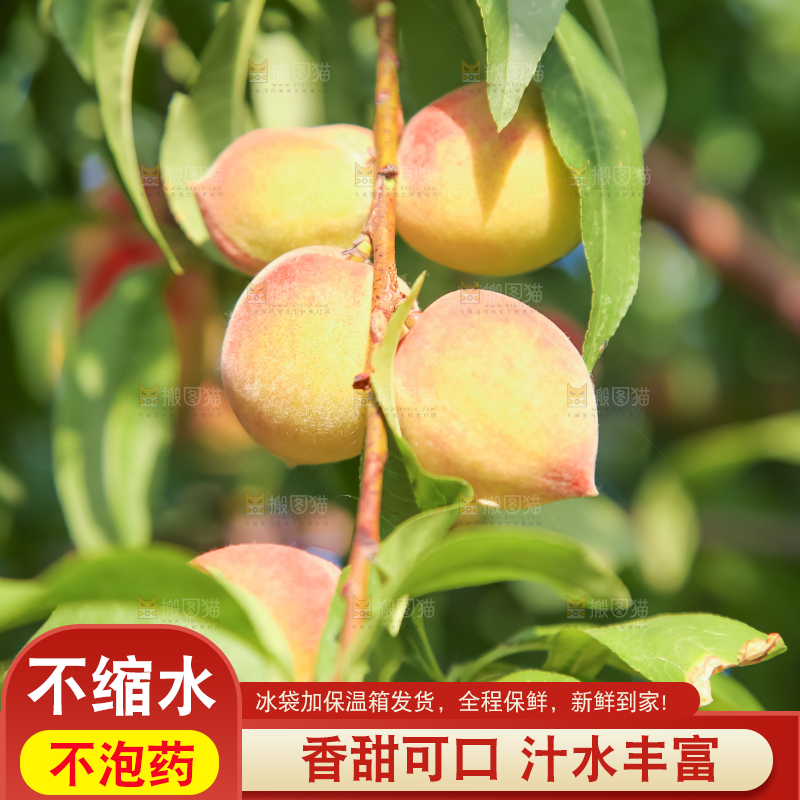 树上挂着桃子