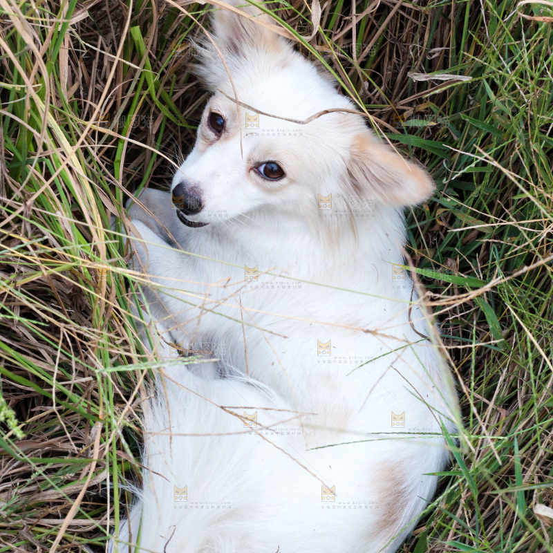 一条小白狗