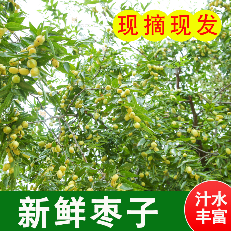 树上的枣子