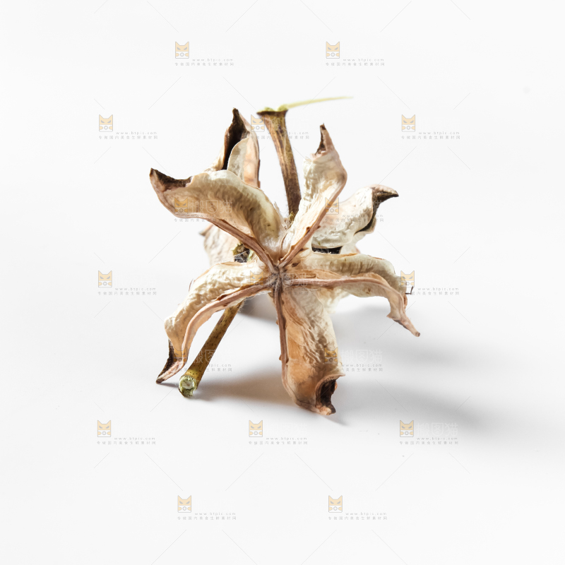 白底上的棉花