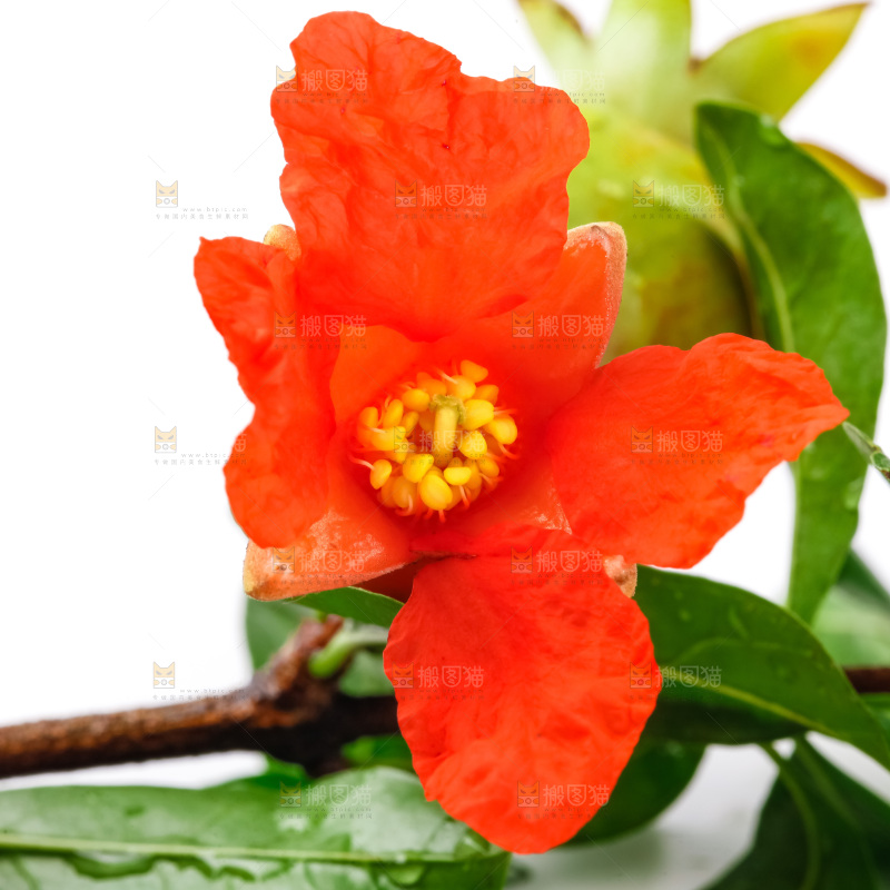白底上摆放着石榴花