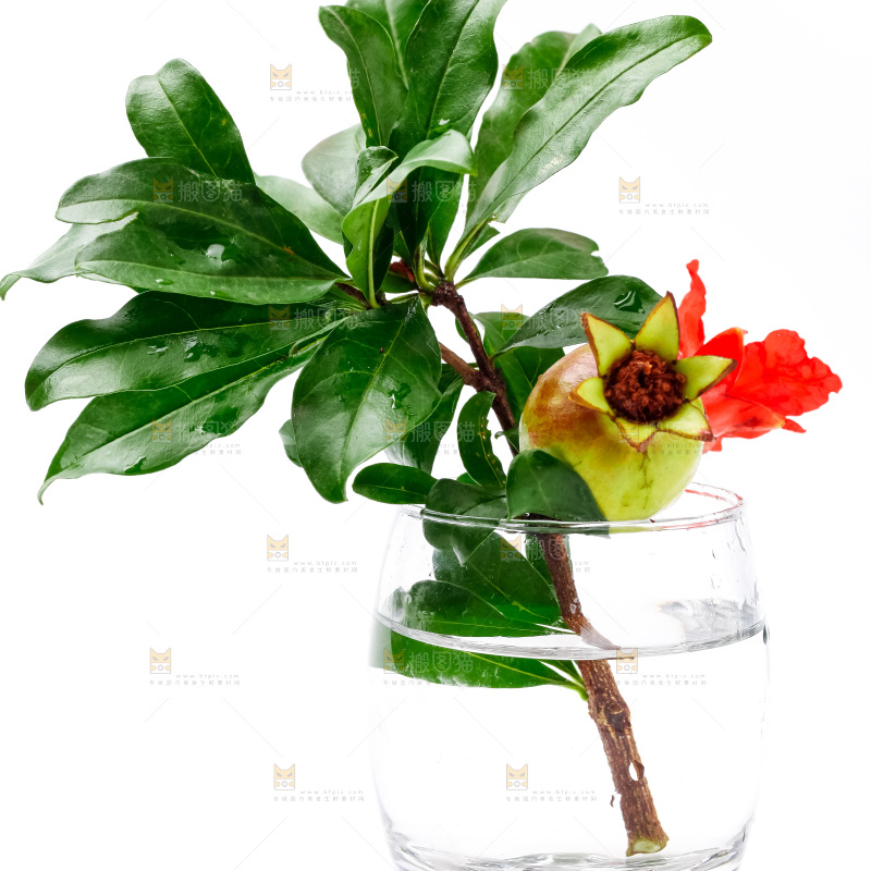 杯子里插着石榴花