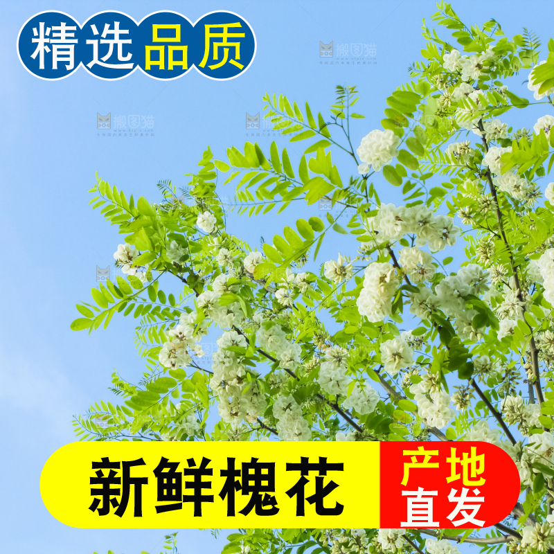 槐树槐花