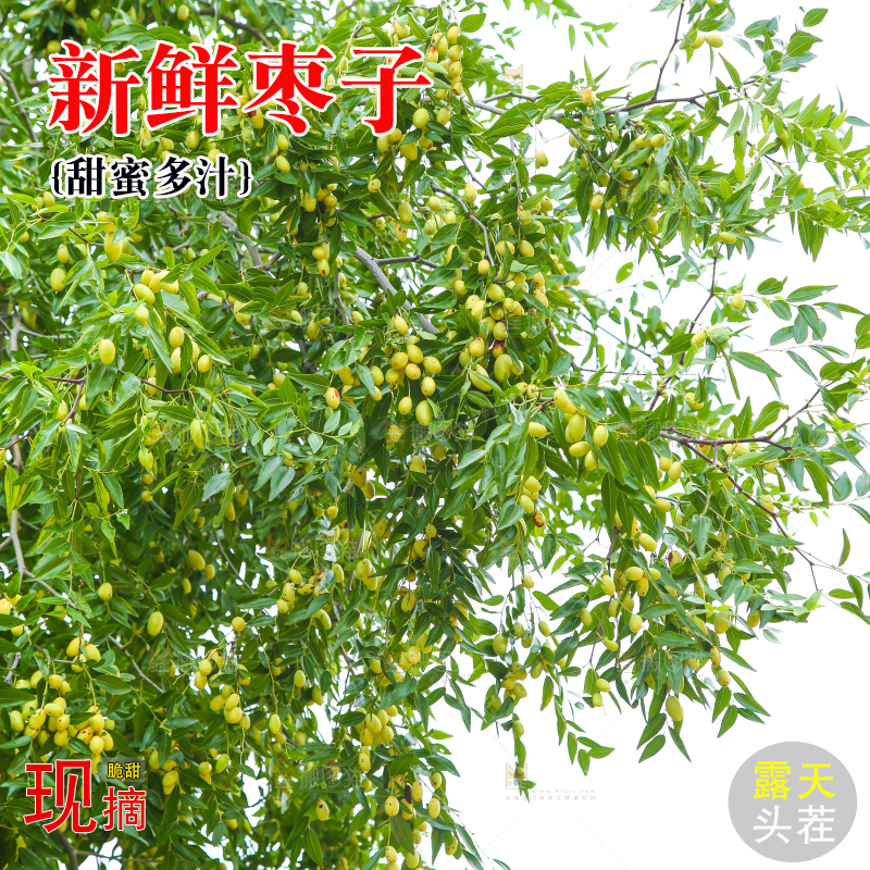 树上的枣子