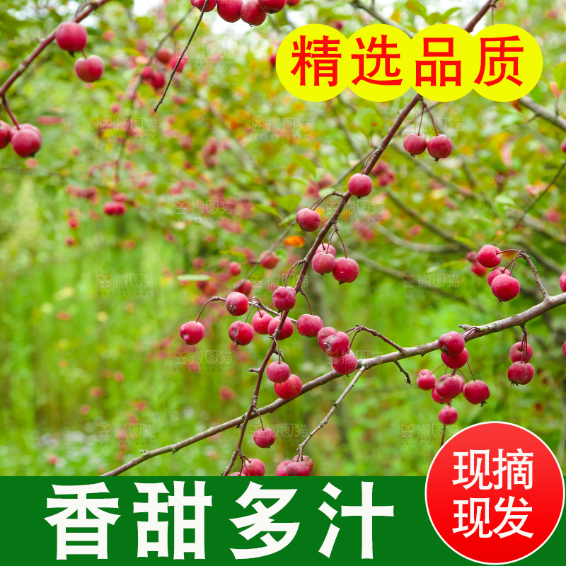树上挂着海棠果