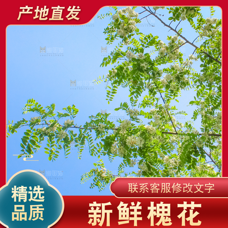 槐树槐花