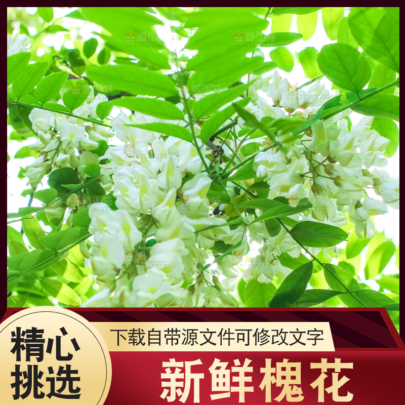 槐树槐花