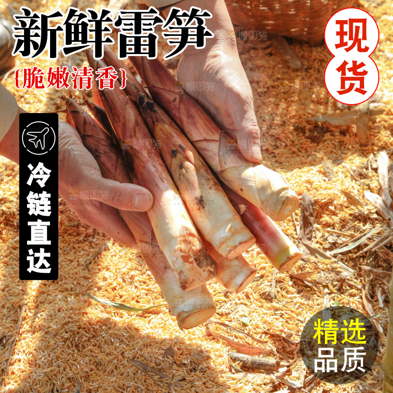 竹林里的雷笋