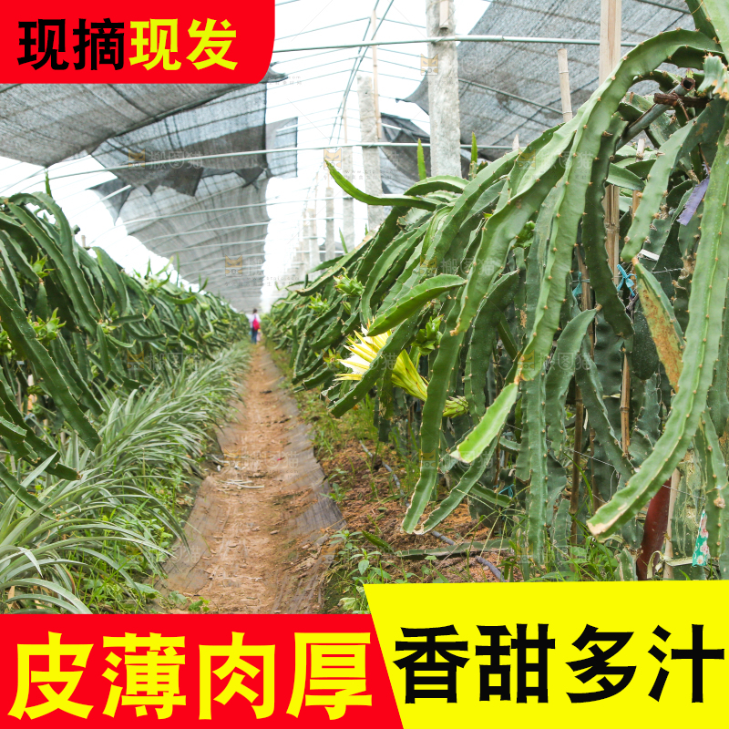 大棚里种着火龙果