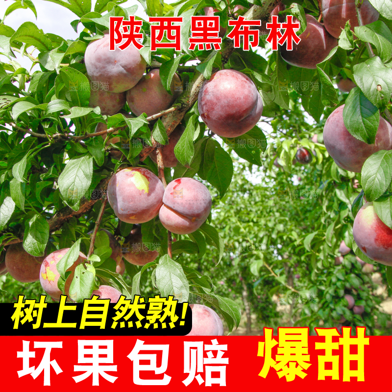 树上挂着黑布李