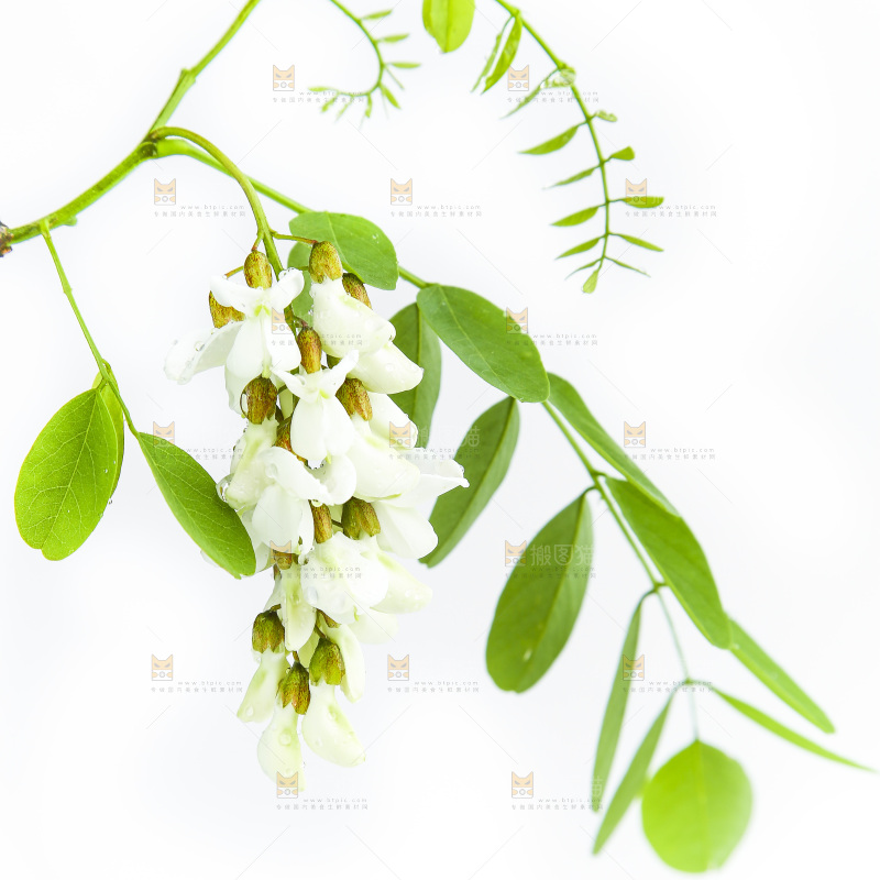 白底上的槐树花