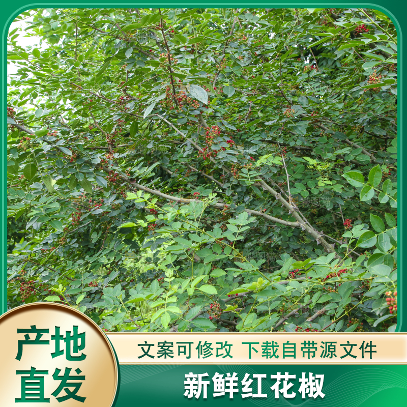 树上的花椒
