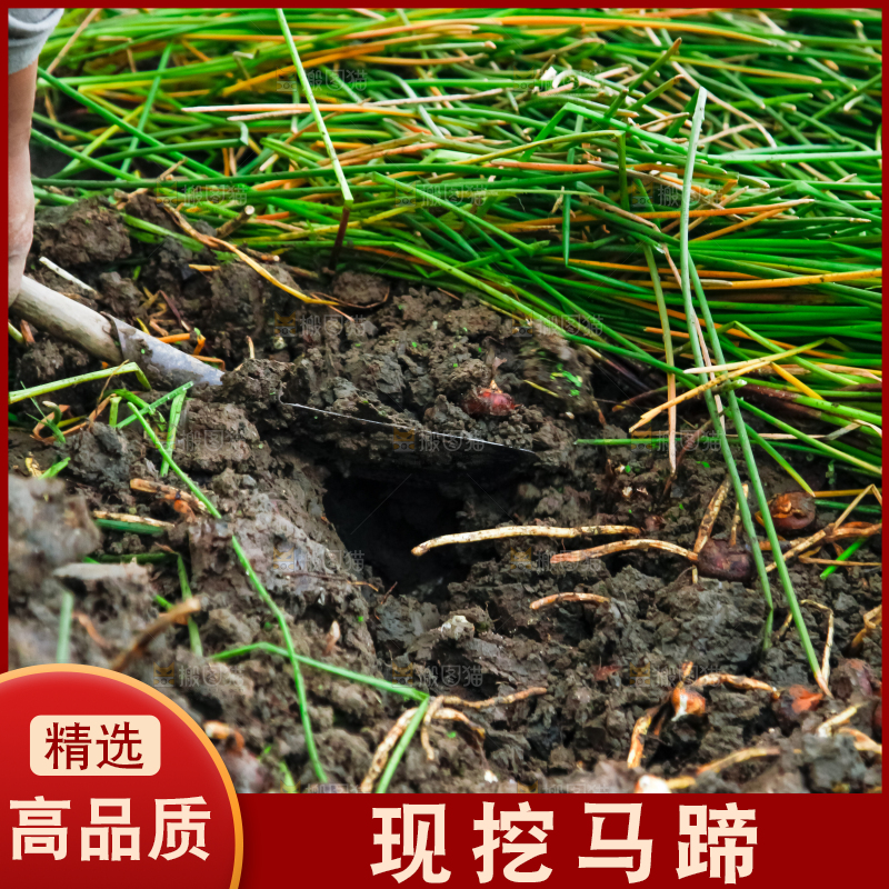 农民正在挖马蹄