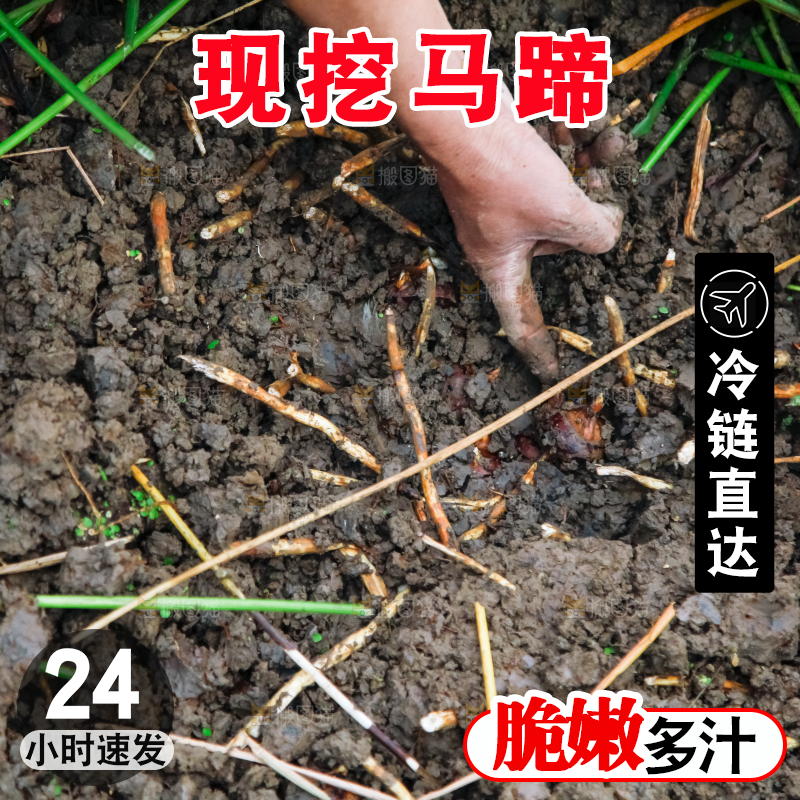 农民正在挖马蹄
