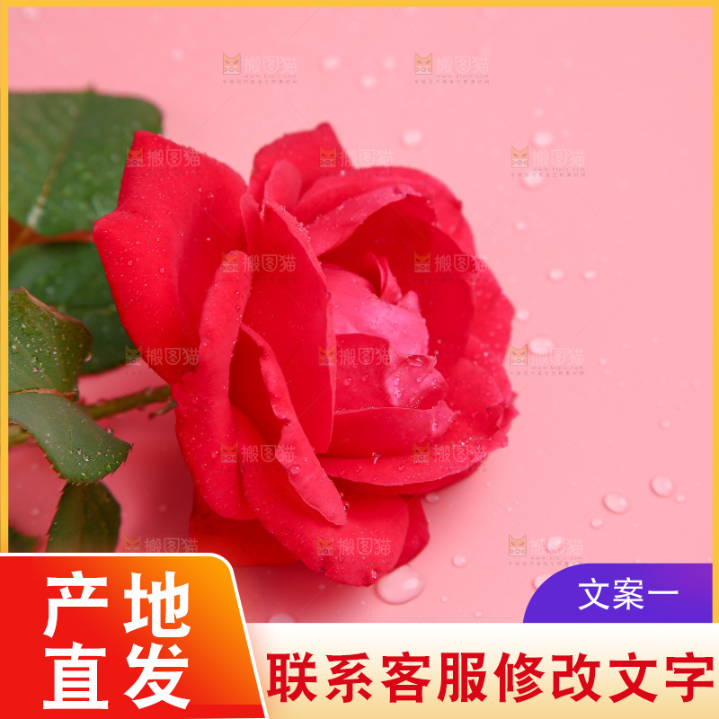 浅底上的玫瑰花