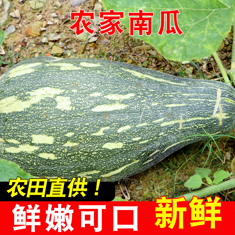 地里的南瓜