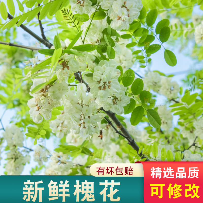 槐树槐花