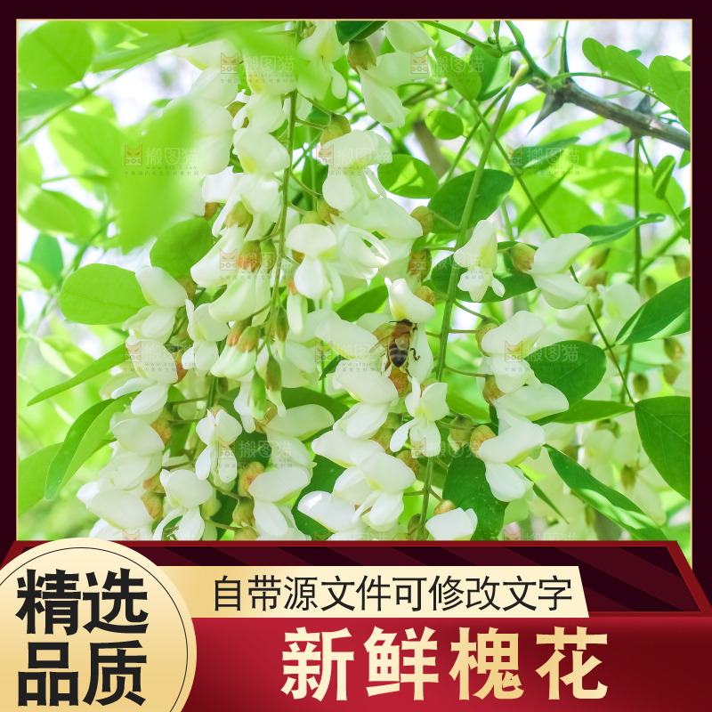 槐树槐花