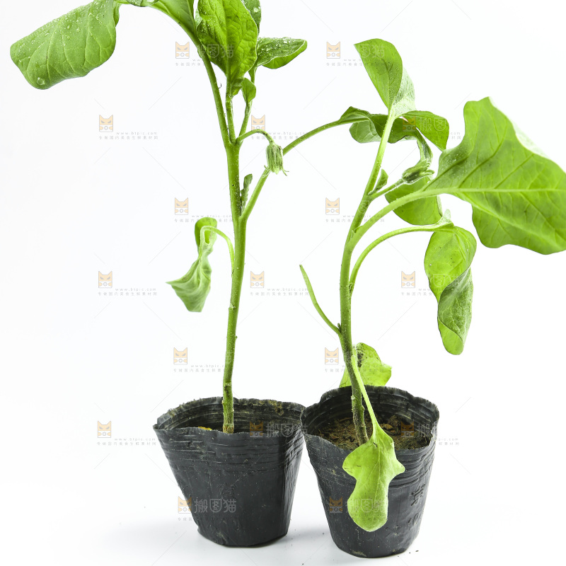 白底上放着茄子苗