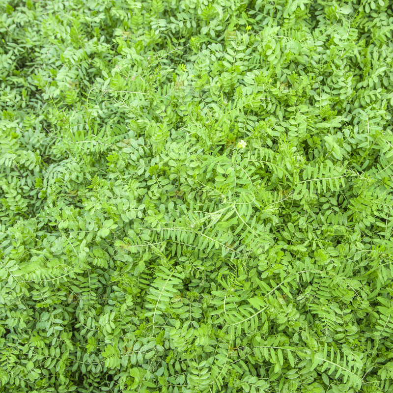 一片绿色植物
