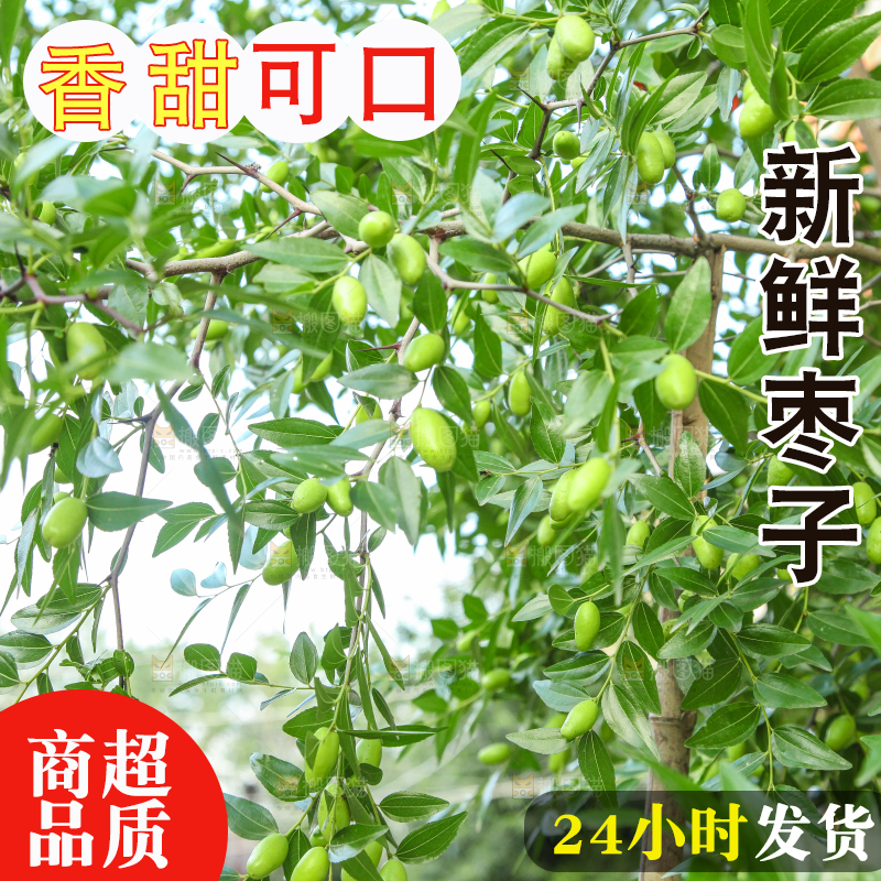 一颗枣子树