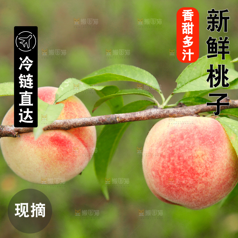 树上挂着桃子