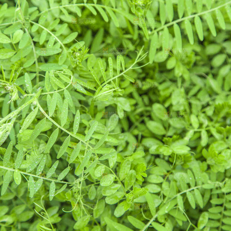 一片绿色植物