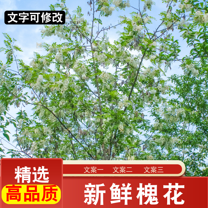 槐树槐花