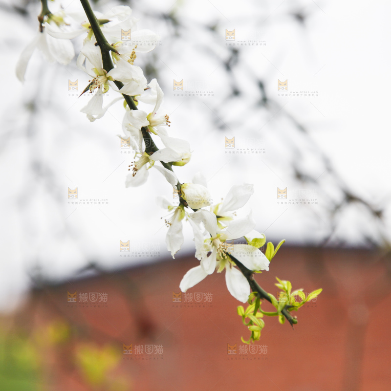 树上开着花