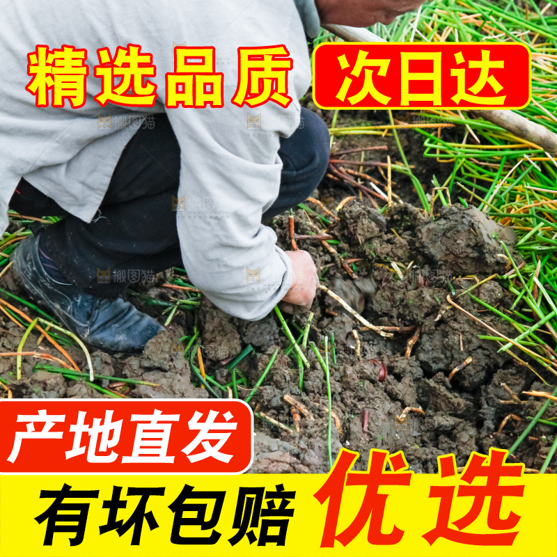 农民正在挖马蹄