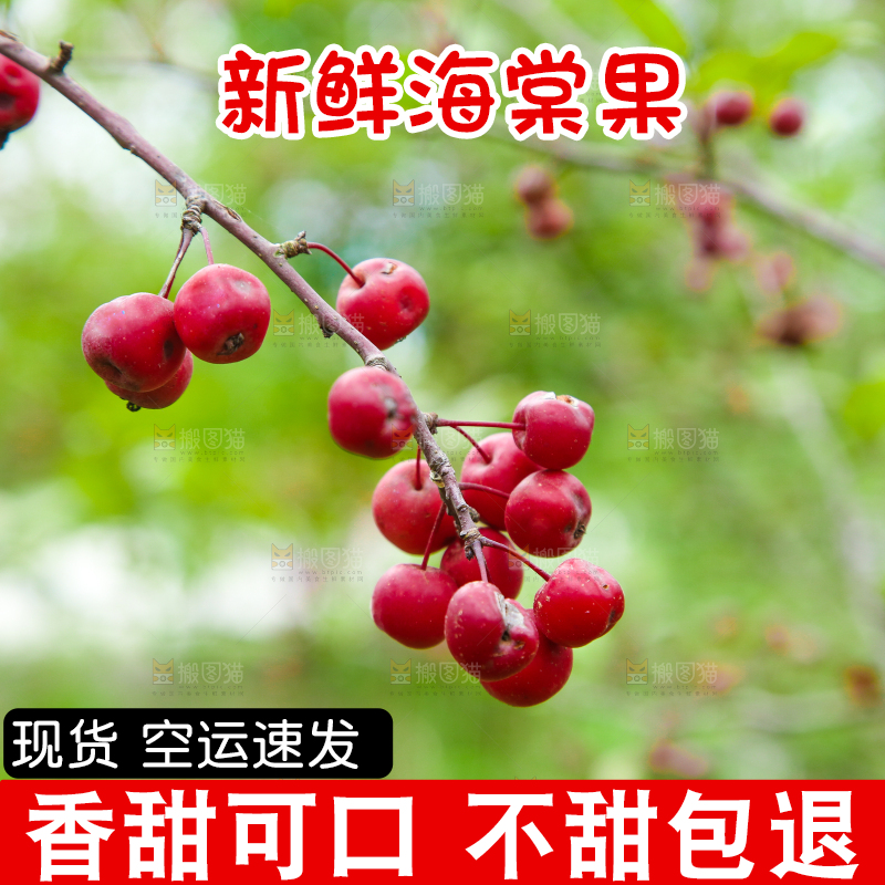 树上挂着海棠果