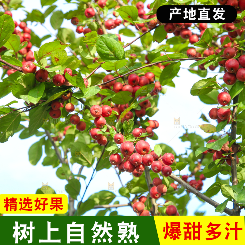 树上挂着海棠果