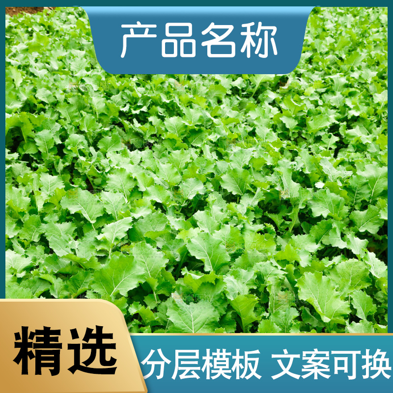 田里的油菜苗