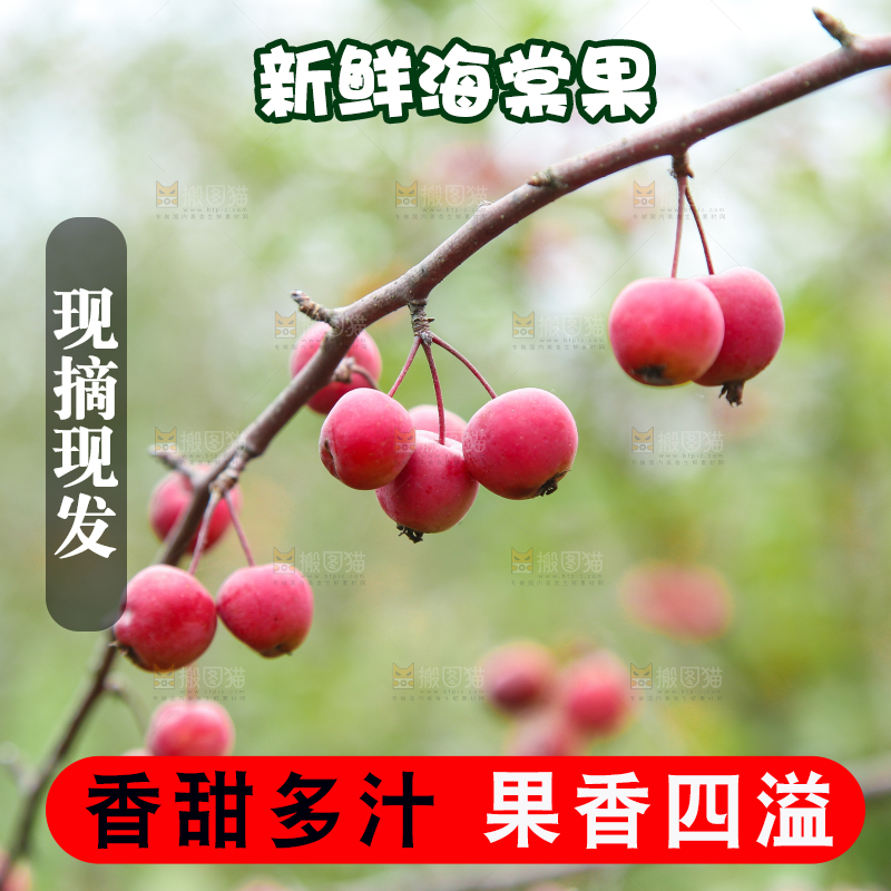 树上挂着海棠果