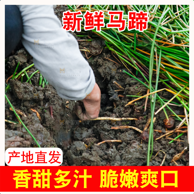 农民正在挖马蹄