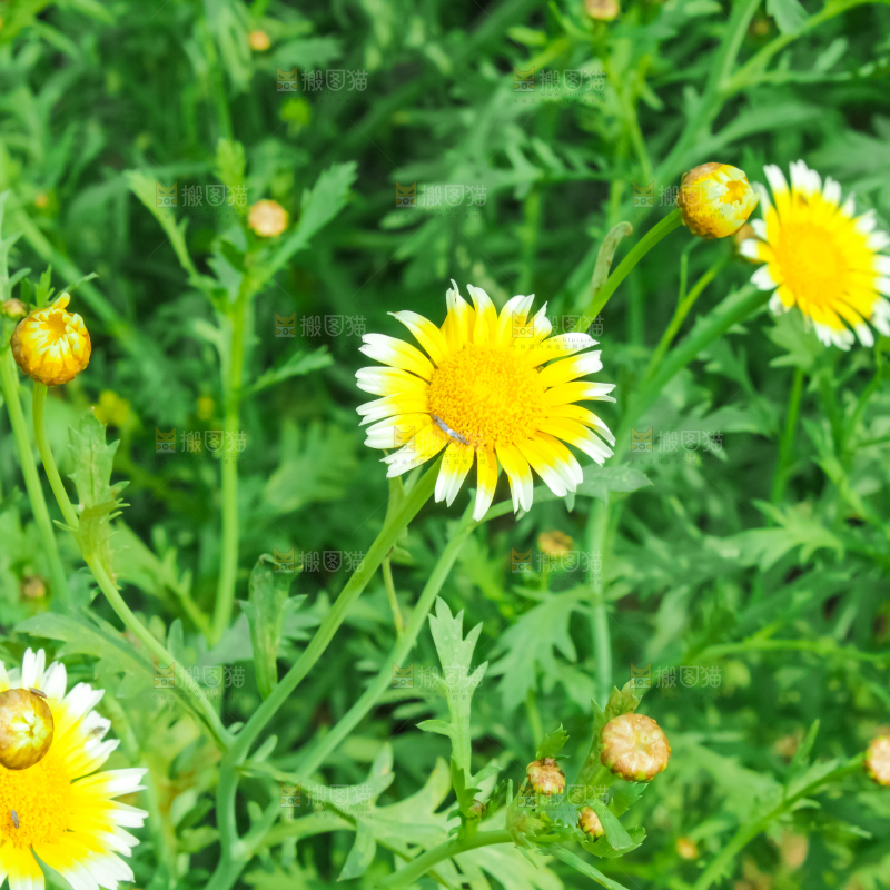 菜园里的茼蒿