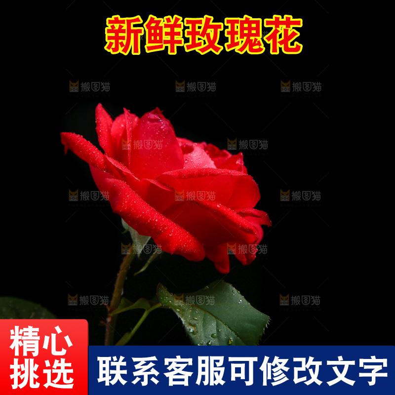 黑底上的玫瑰花
