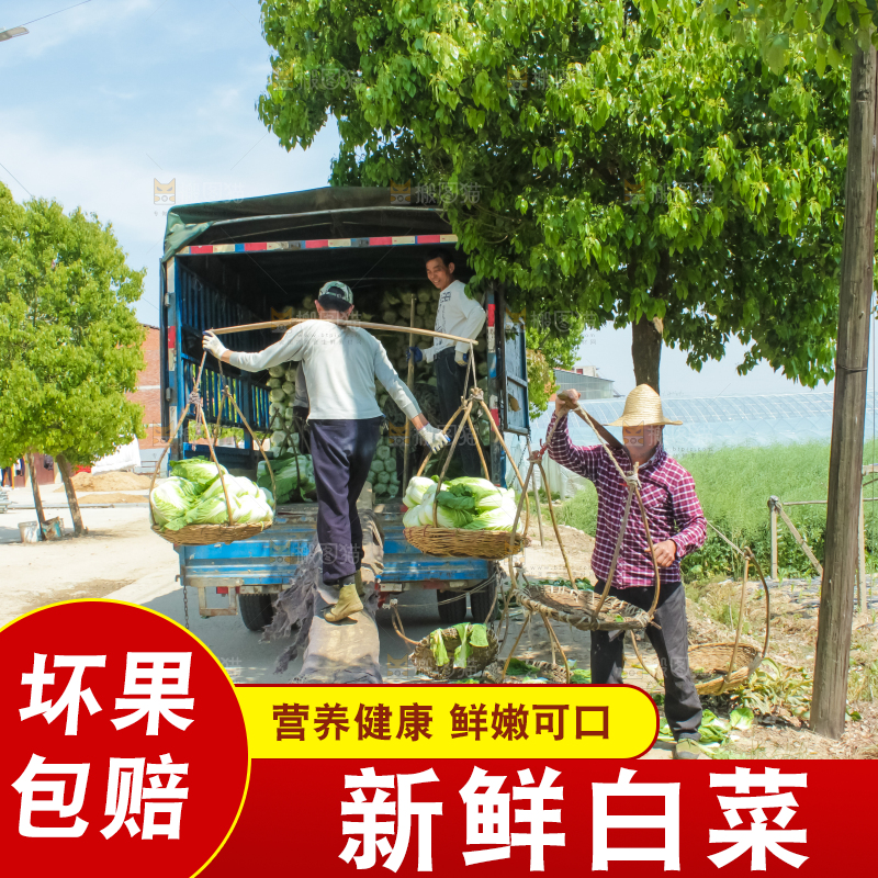 车上正在装着白菜