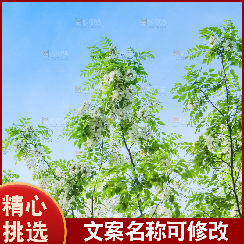 槐树槐花