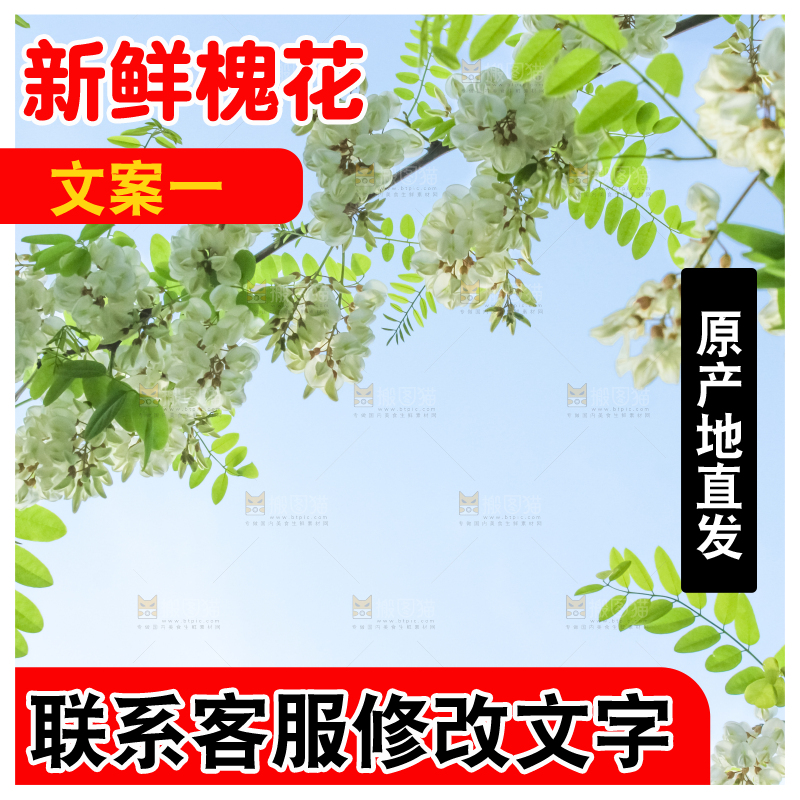 槐树槐花