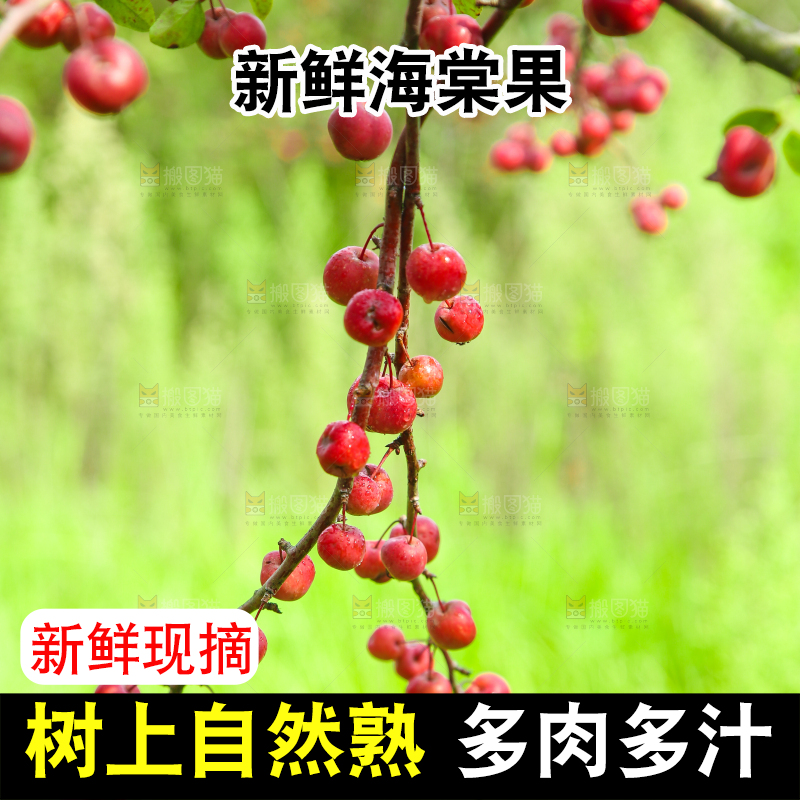 树上挂着海棠果