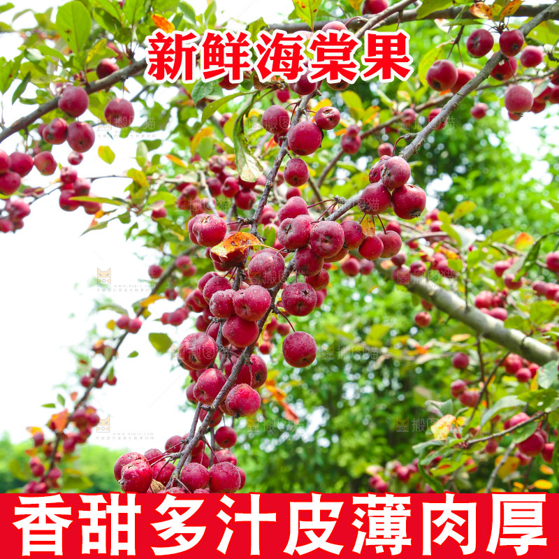 树上挂着海棠果