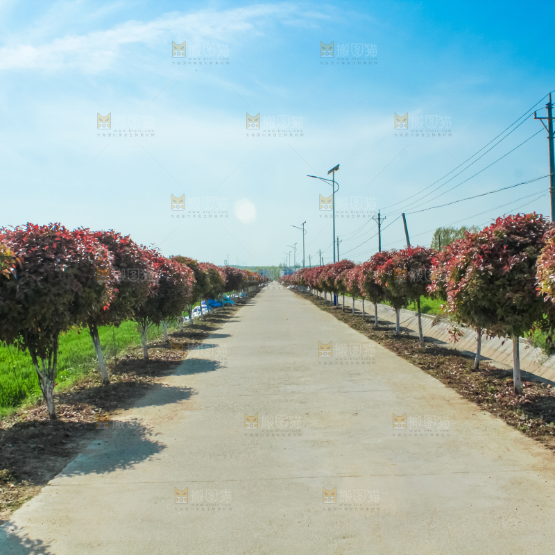 一条乡间道路