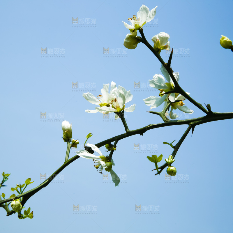 蓝天下的花朵