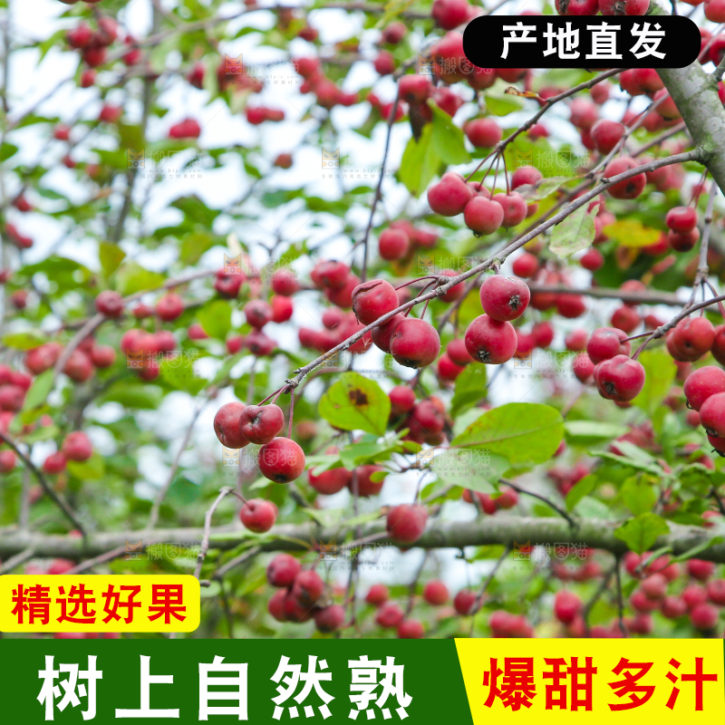 树上挂着海棠果