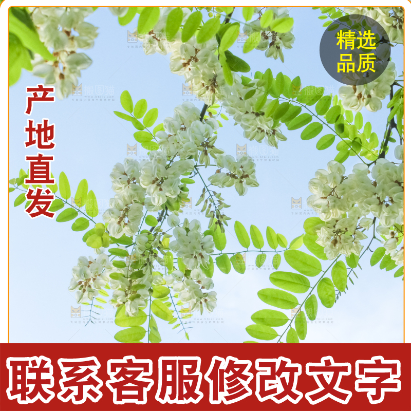 槐树槐花