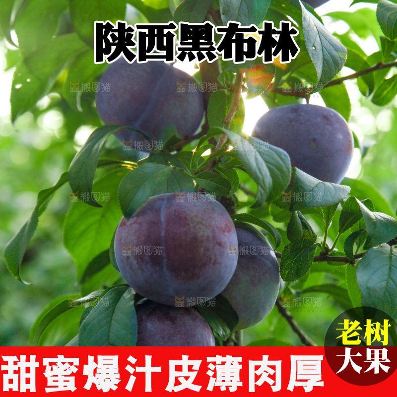 树上挂着黑布李